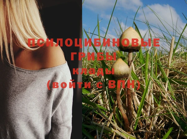 PSILOCYBIN Новодвинск
