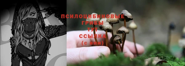 PSILOCYBIN Новодвинск